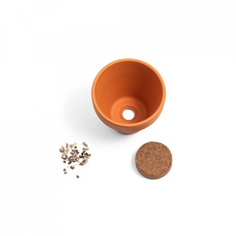 ANETHUM. &Pi;ή&lambda;&iota;&nu;&omicron; &delta;&omicron;&chi;&epsilon;ί&omicron; &mu;&epsilon; &sigma;&pi;ό&rho;&omicron;&upsilon;&sigmaf; ά&nu;&eta;&theta;&omicron;&upsilon; - &Phi;&upsilon;&sigma;&iota;&kappa;ό 